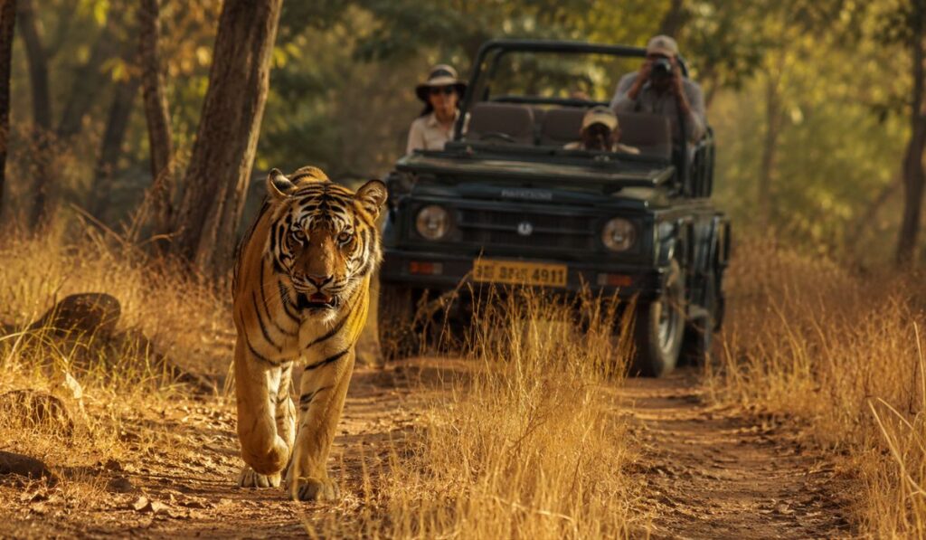Bengal tiger walking near a luxury safari jeep during an exclusive wildlife safari in Ranthambore National Park